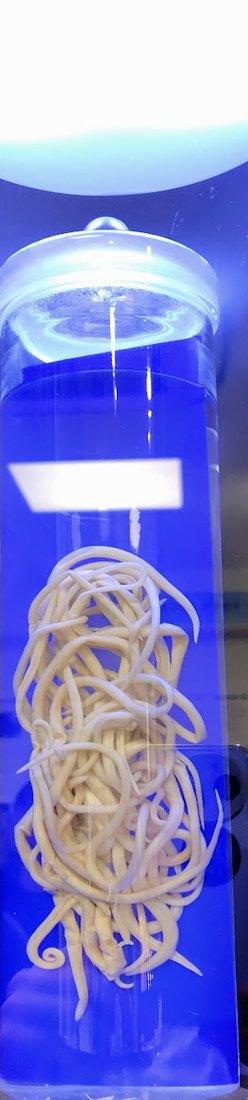 瓶に保存された回虫の標本