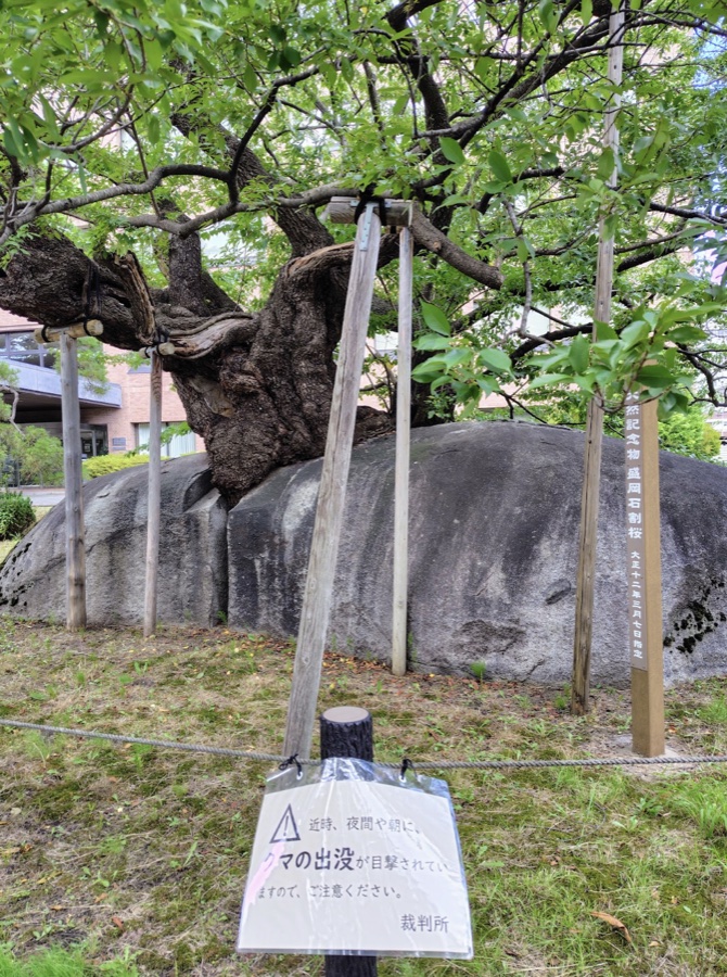 石割桜の全景。手前のロープに、クマの出没に注意を促す貼り紙が下がっている