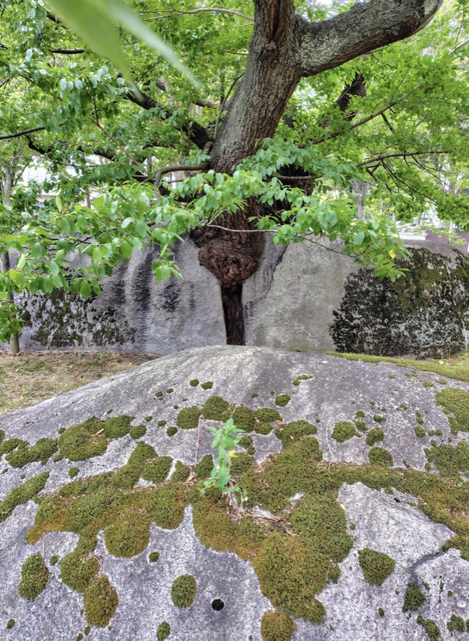 石割桜の根元。大きな花崗岩の割れ目から幹が伸びている