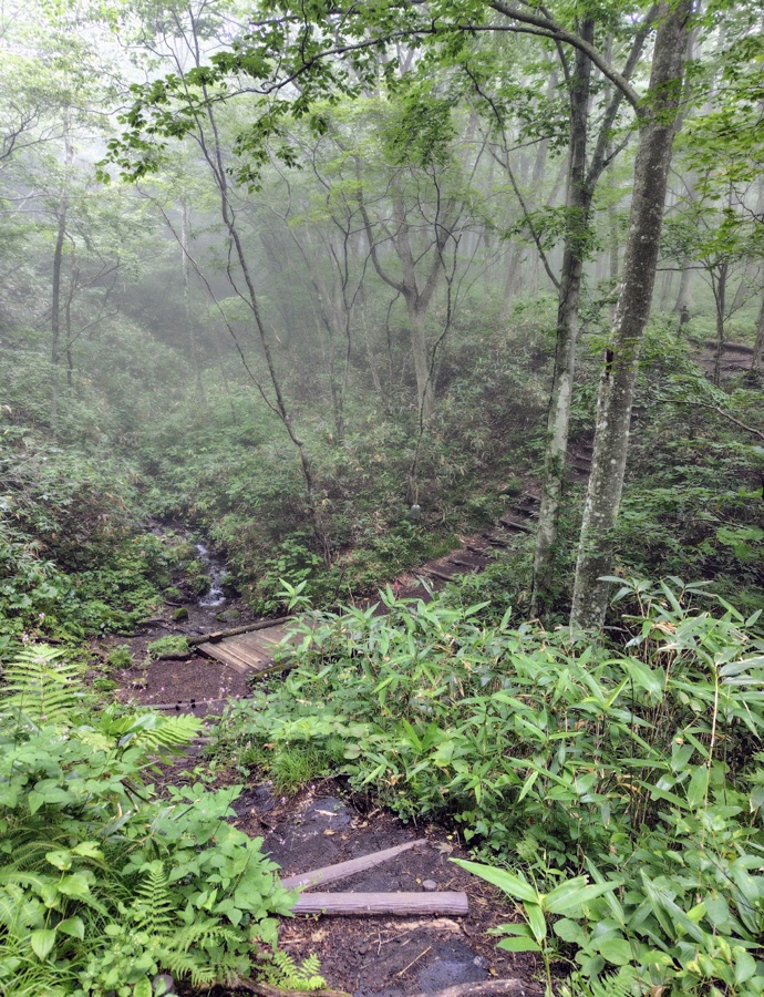 霧のかかった登山道。木の階段と沢、両側に笹が茂っている