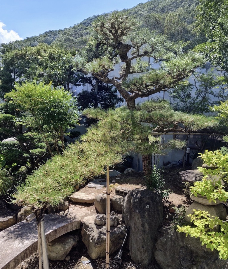手入れをしたあとの松。短く整えられて、枝の形が見えている
