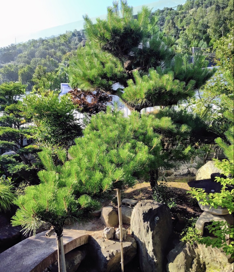 手入れをする前の松。枝が伸びて、緑が茂っている